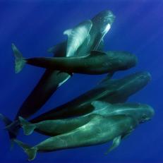*** Local Caption *** A group of long-finned pilot whales with a calf. Arriving to Majorca, Balearic Islands, Spain. Catamaran Oceana Ranger Mediterranean Expedition. June 2007.

Grupo de calderones con una cría. Llegando a Mallorca, Islas Baleares, España. Expedición por el Mediterráneo del catamarán Oceana Ranger. Junio 2007